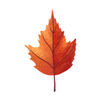 leaf illustration in orange color for autumn design element png