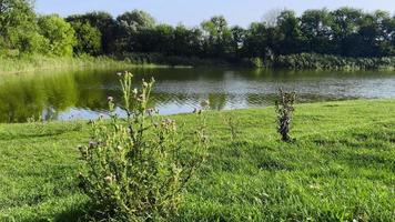 margem do lago calmo em tempo claro e ensolarado. grama verde e árvores ao redor do lago. video