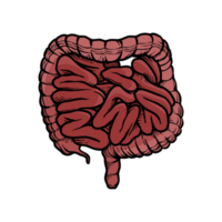 illustrazione di umano intestini organi disegnato a mano png