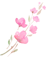 Cherry blossom,  sakura. sketch painting.  Branch with pink flowers, watercolor illustration png