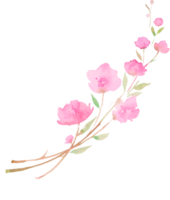 Cherry blossom,  sakura. sketch painting.  Branch with pink flowers, watercolor illustration png