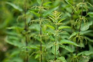 nettle natural background photo