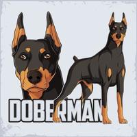 dibujado a mano poderosa raza de perro doberman de pie en toda su longitud aislado sobre fondo blanco vector