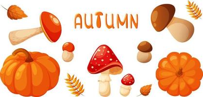 Autumn harvest set, mushrooms and pumpkin, fly agaric, aspen, boletus vector