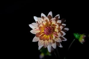 beautiful dahlia flower photo