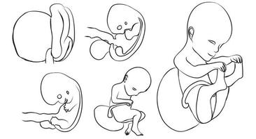 baby development eps vector