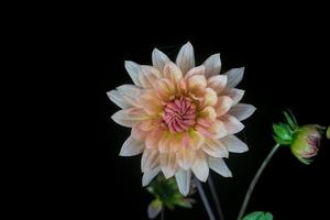 beautiful dahlia flower photo