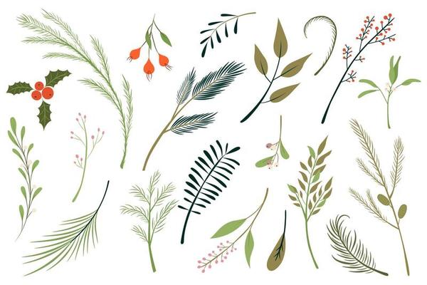 Set of fir branches vector illustration. Christmas tree, holly tree, mistletoe, winter greenery set