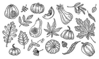 ilustración vectorial de hojas de otoño y calabazas en estilo grabado. hoja de roble lineal gráfica, bellotas, bayas, hojas de arce, ginkgo, calabazas vector