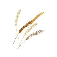 Wheat spikelet illustration isolated on white background vector