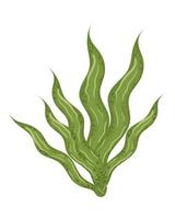 seaweed sea icon vector