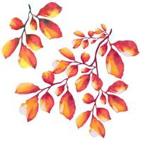 hojas amarillas secas en una rama de árbol, acuarela de ilustración de otoño vector