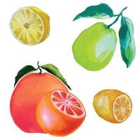 fruit of ripe grapefruit, lemon, lime, citrus fruit illustrations vector