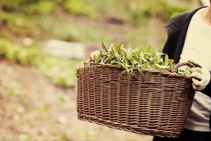 gardening wooden basket with herbs photo