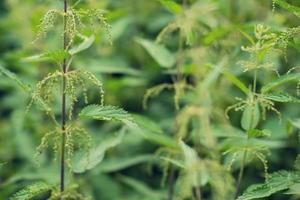 nettle natural background photo