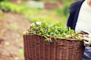 gardening wooden basket with herbs photo