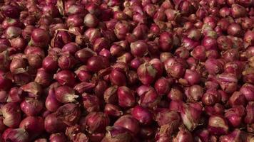 cebolla roja en el fondo que se está secando video