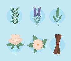 flores aromáticas iconos de canela vector