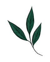 green branch leaf vector