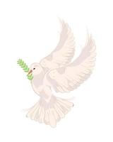 peace dove with branch vector