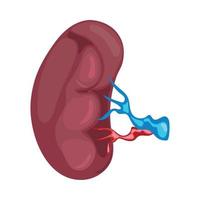 kidney human body part vector