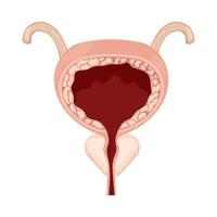 bladder human body part vector