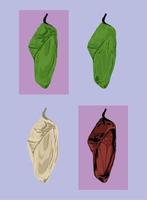 set of butterfly chrysalis vector