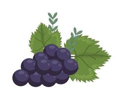 bunch grapes fruit vector