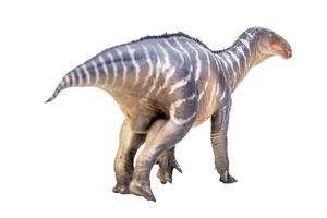 Iguanodon  Dinosaur on white isolate background Clipping path photo