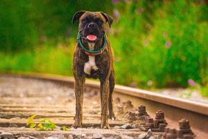 la vida del perro es dura foto