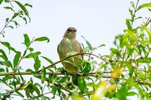 Streak eared Bulbul perched on tree photo