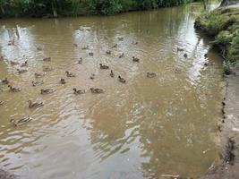 Ducks swim in a small muddy river photo