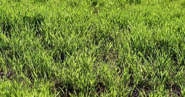 a large number of cereal wheat are swayed by the wind photo