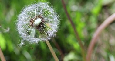 A field with a large number of dandelions in summer and windy weather photo