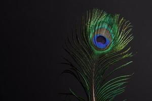 colorful royal peacock feather photo