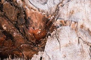 Tropical palm tree brown bark texture, closeup, natural background, the rough surface of the exotic palm trunk. photo