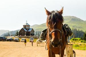 Horse stand look at camera portrait in village of Bakhmaro in Guria, Georgia photo