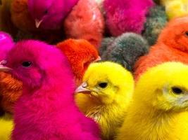 Top view many Colored easter chicks. Easter chicks in Iranian street market for sale photo