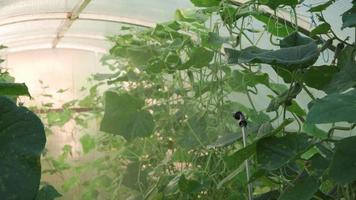 Fertilizing vegetables with sprinkler. Cultivation and care of vegetables growing in greenhouse. Protection against insect pests. video