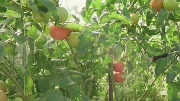 tratamento com composição medicinal de folhas de tomateiros que crescem em casa de vegetação. fertilizantes orgânicos de plantas. video
