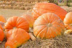 Pumpkin harvest season on the farm photo