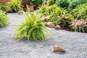 Fern plant on the pebble ground photo