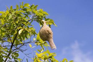 Baya weaver bird nest  branch on tree photo