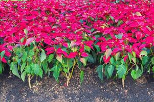 euphorbia pulcherrima en jardín foto