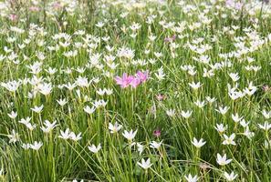 Fairy Lily flower in garden photo