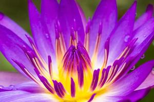 Purple water lilly photo
