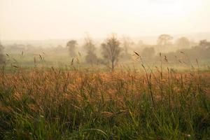 hierba salvaje en el amanecer de la mañana foto