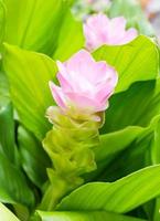 Siam tulip flower or Curcuma alismatifolia photo