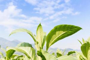 Nicotiana tabacum  herbaceous plant photo