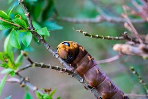 Caterpillars is creeping on tree photo